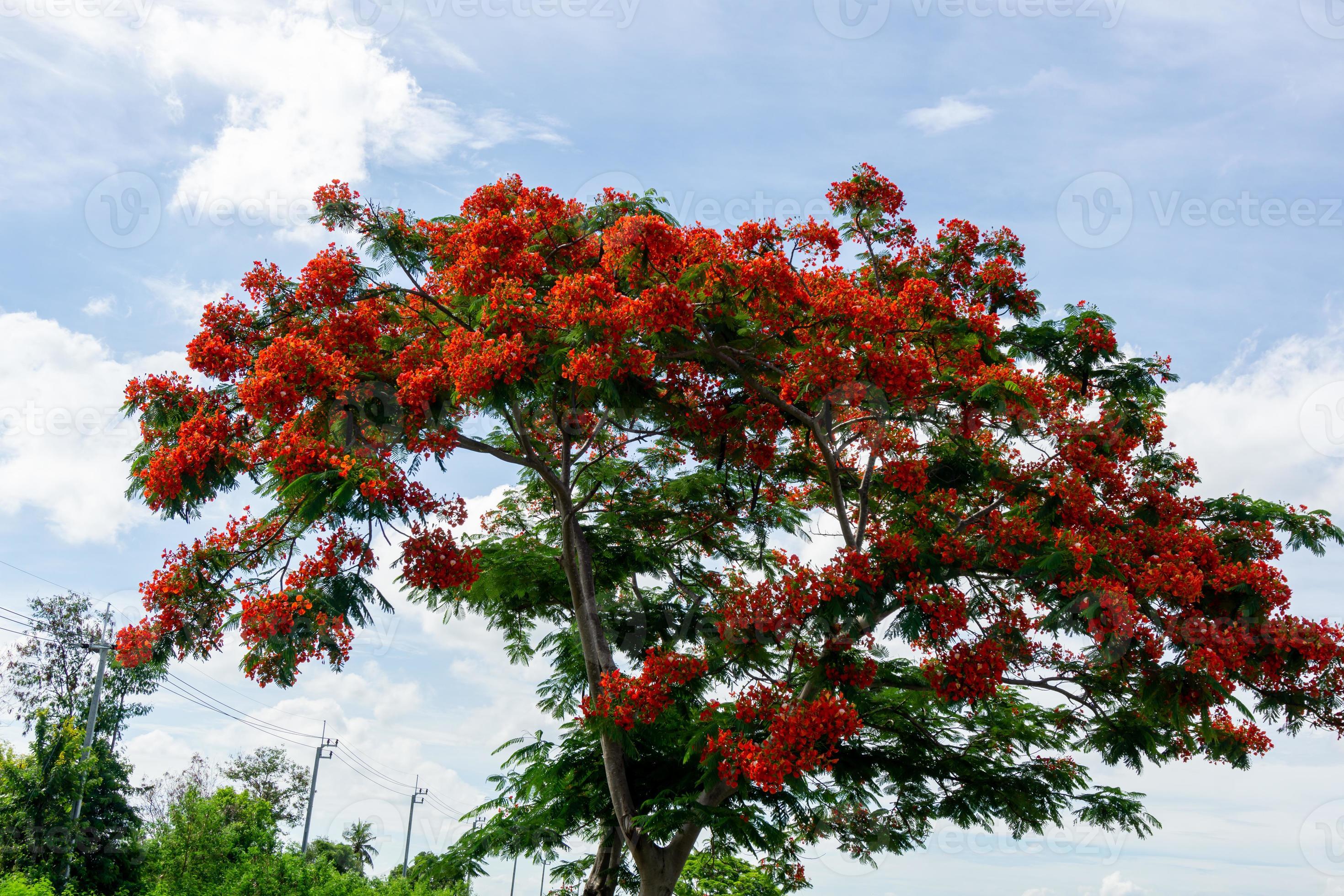 Flame tree with bright red flowers and seed pods blue sky background 8331635 Stock Photo at Vecteezy