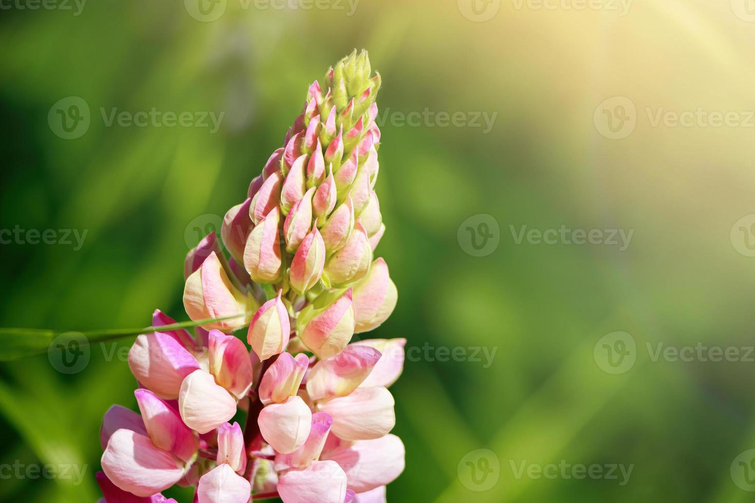 Pink lupine flowers close up in the sun. Blooming wild plants. Lupines field. photo