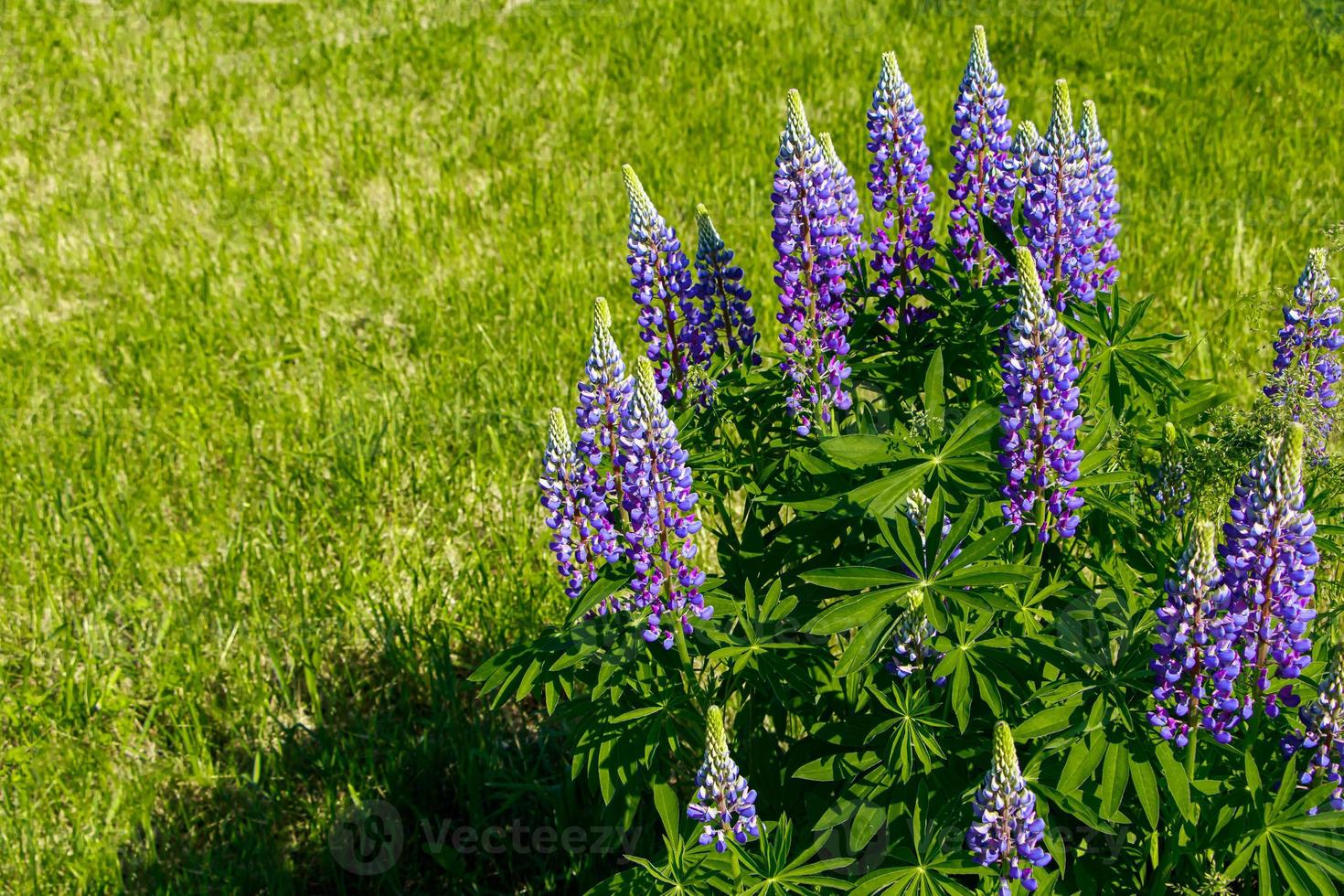 Purple lupine flowers in the sun. Blooming wild plants. Lupines field. photo