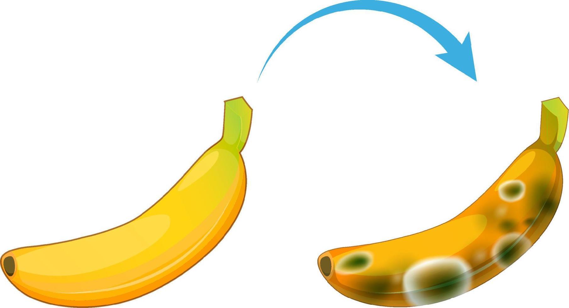 Plátano descompuesto no comestible con moho vector