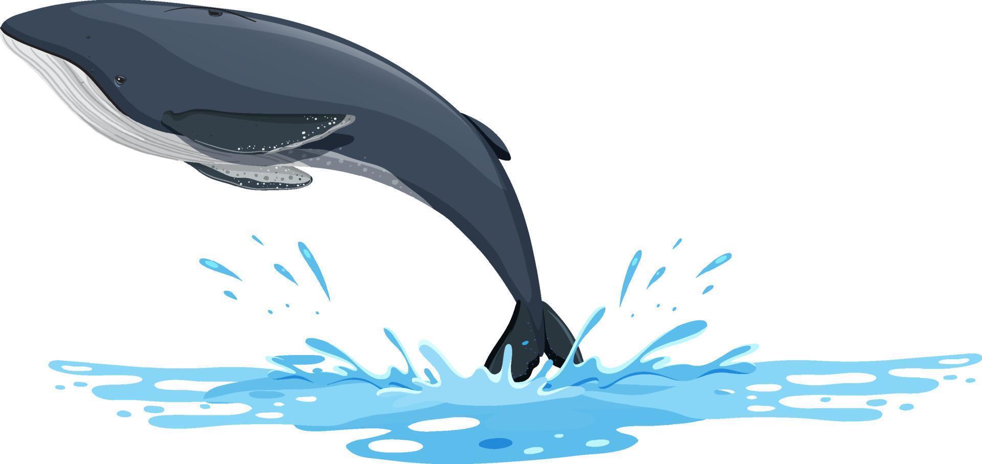 dibujos animados de ballena jorobada sobre fondo blanco vector