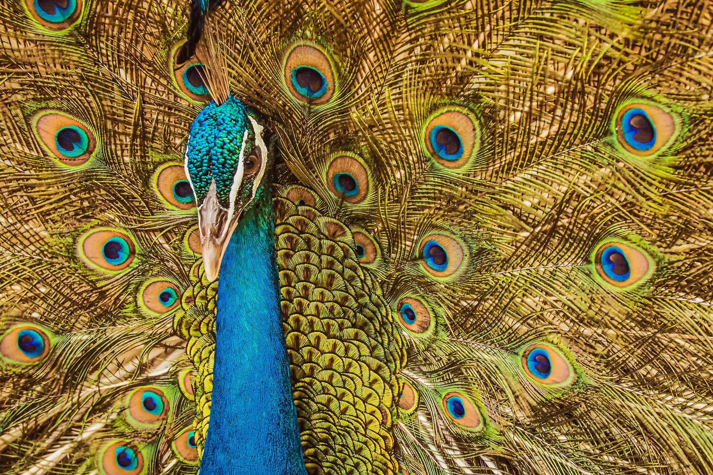 pavo real indio o macho de pavo real indio extendiendo alas. extiende las plumas de su cola en todo su esplendor para atraer a la pava hembra. foto