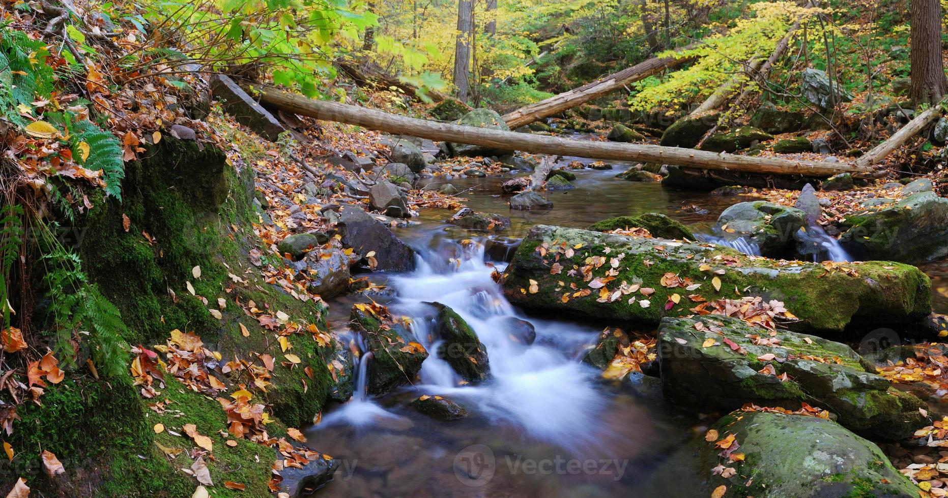 creek with tree branches photo