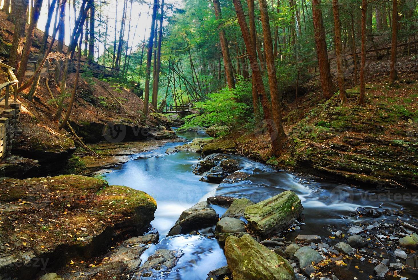 River in forest photo