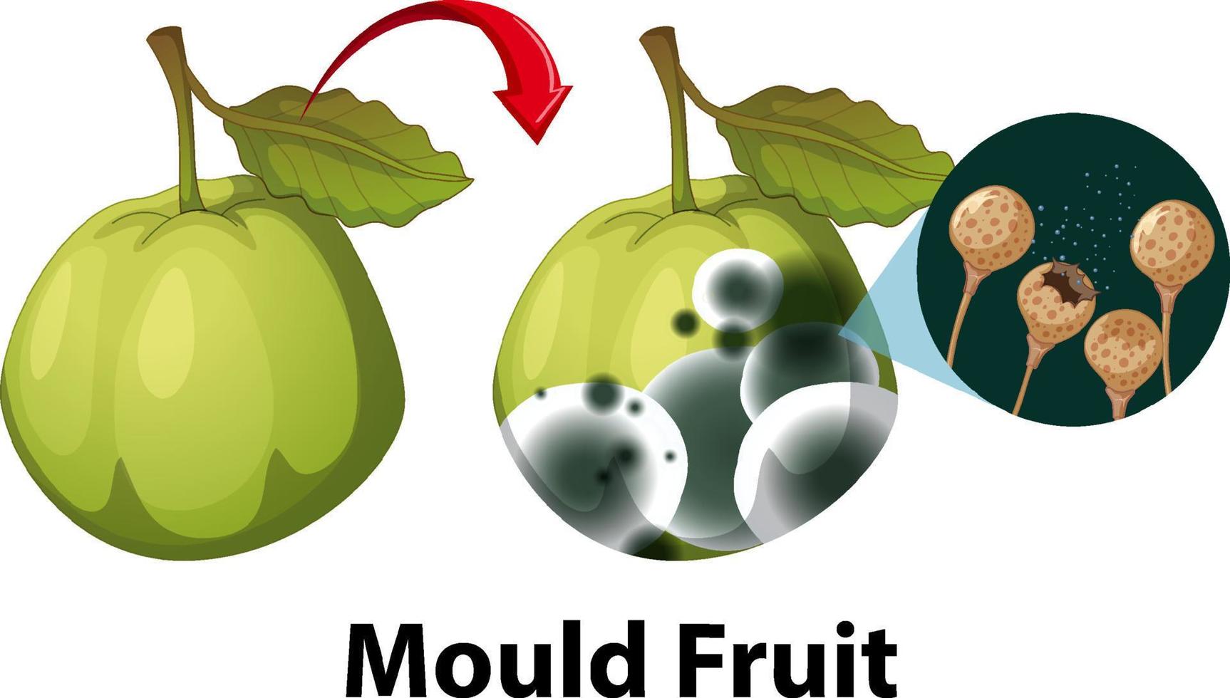 Inedible decomposed guava with mould vector