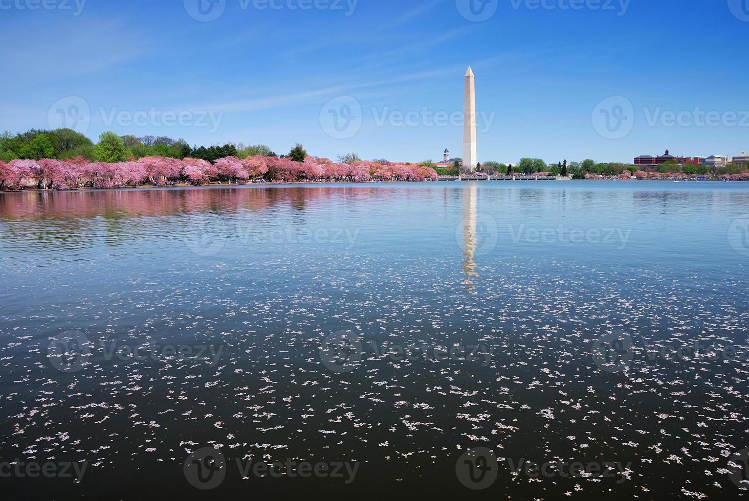 cherry blossom by lake, Washington DC photo