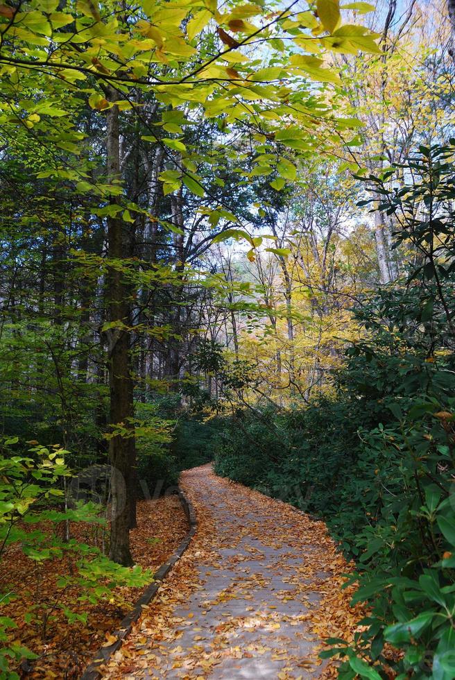 sendero de otoño en el bosque foto