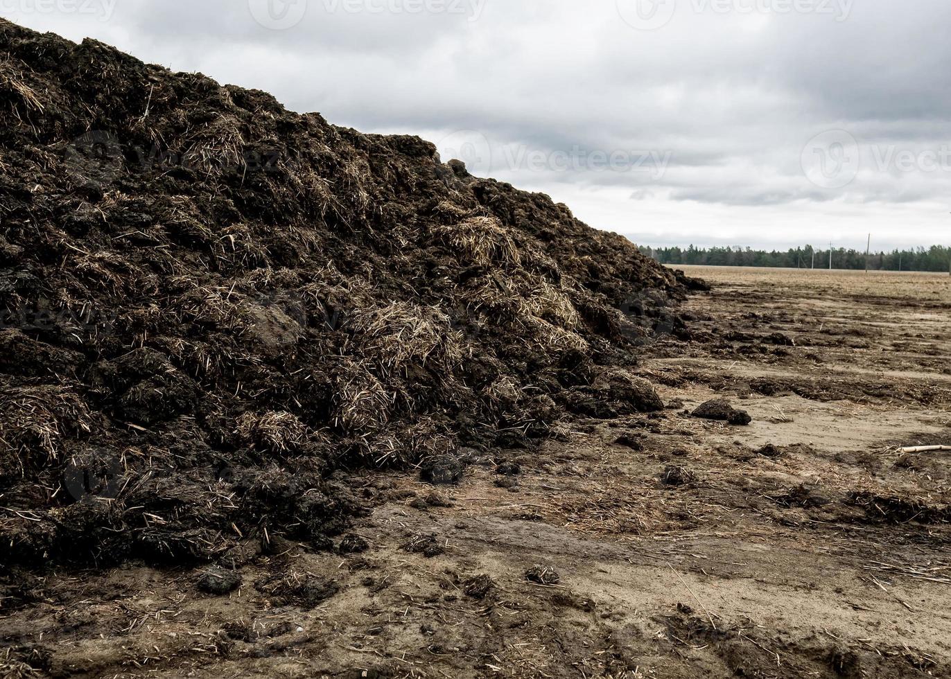 Steaming pile of manure on farm field in Dutch countryside photo