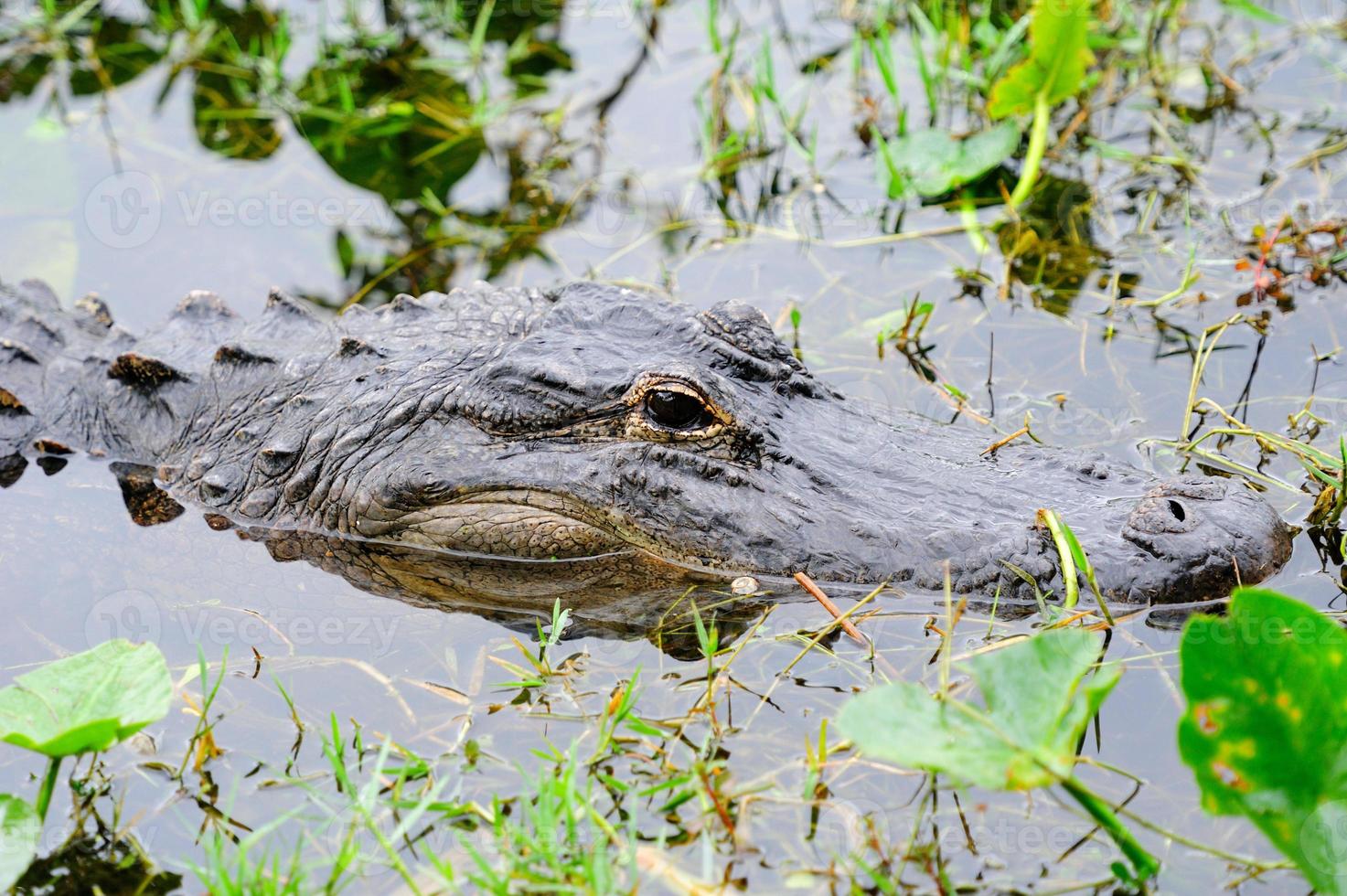 Alligator closeup in wild photo