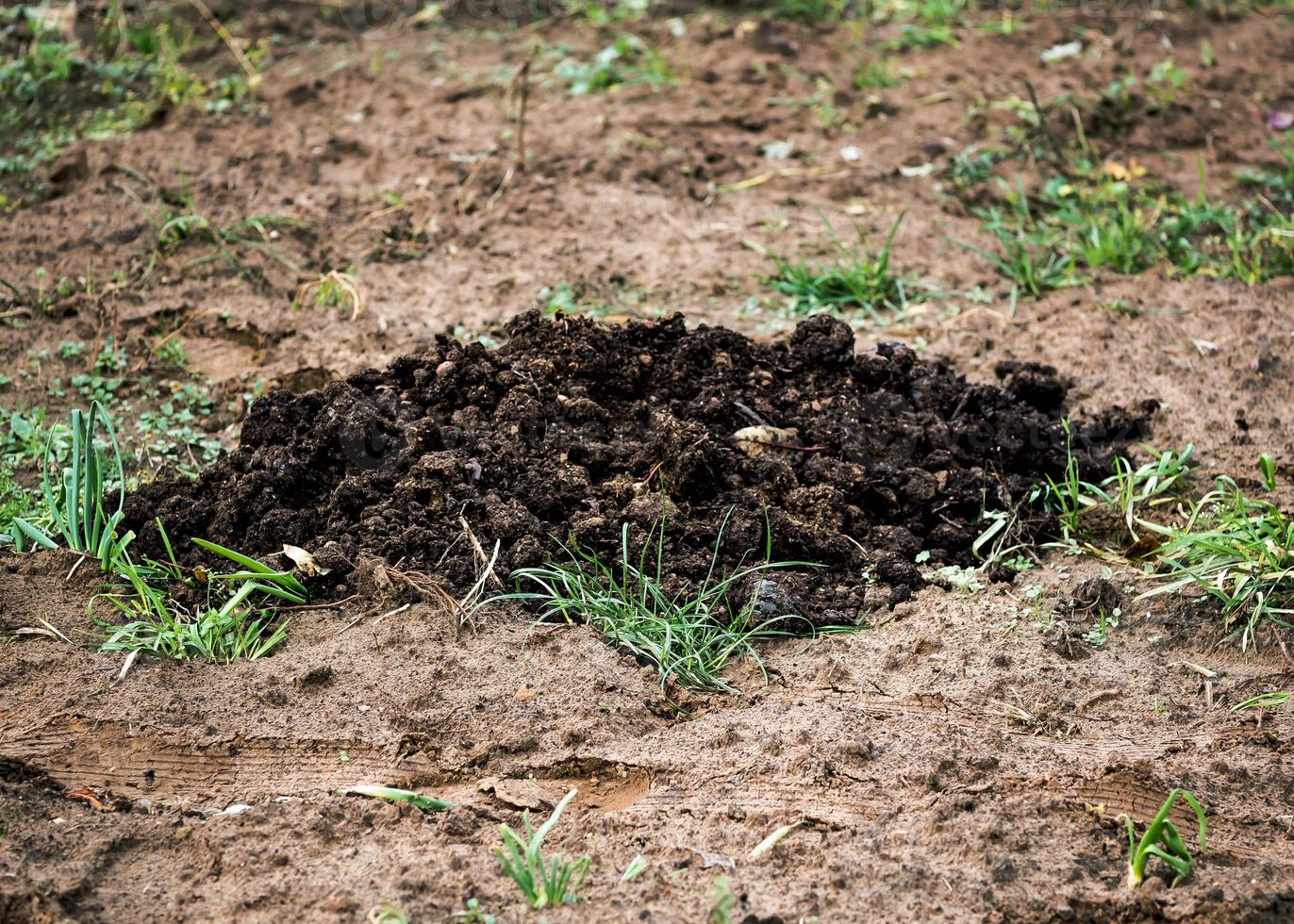 large pile of manure lying on the ground photo