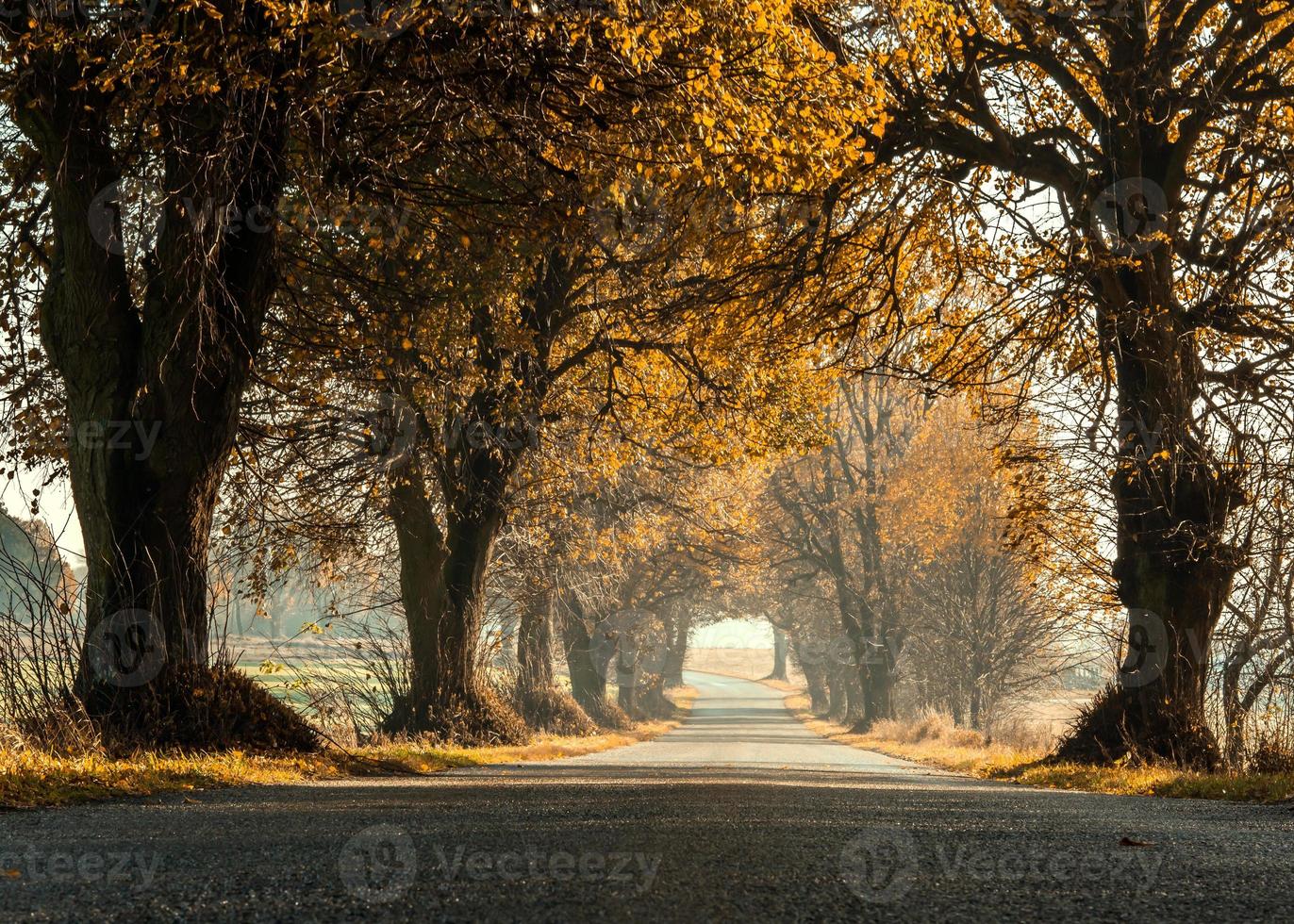 Autumn forest is a narrow road in Poland photo