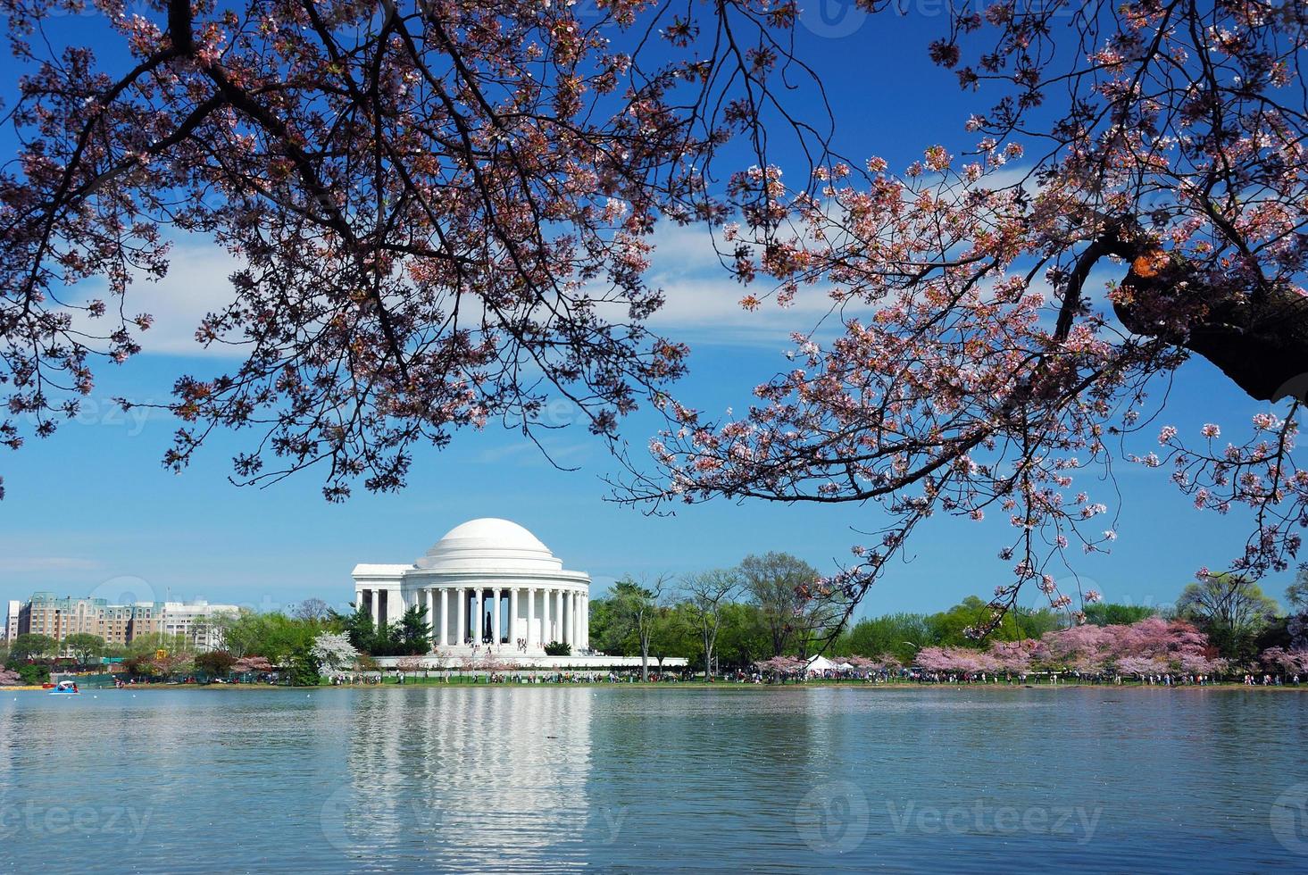 Washington DC cherry blossom photo