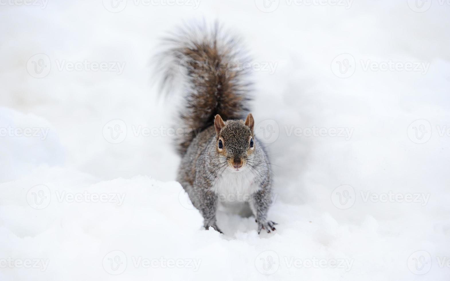 Squirrel with snow in winter photo