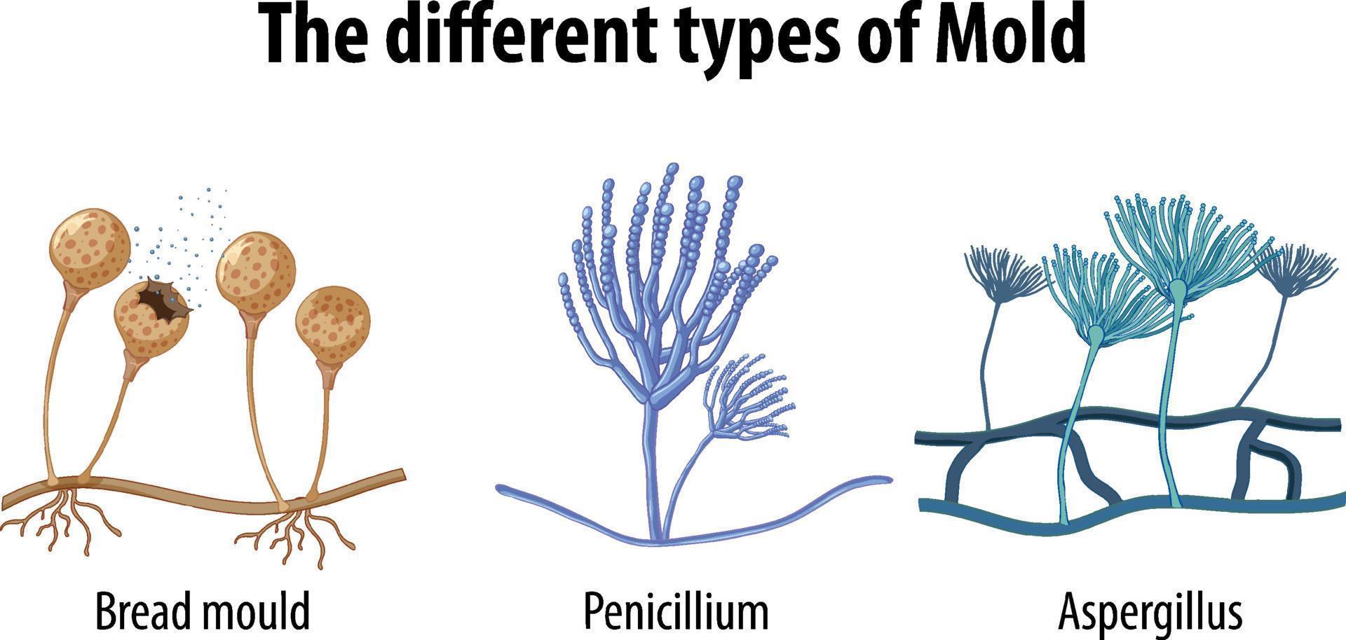 The different types of mold vector