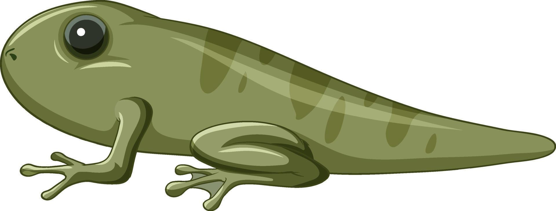 A tadpole with 4 legs vector