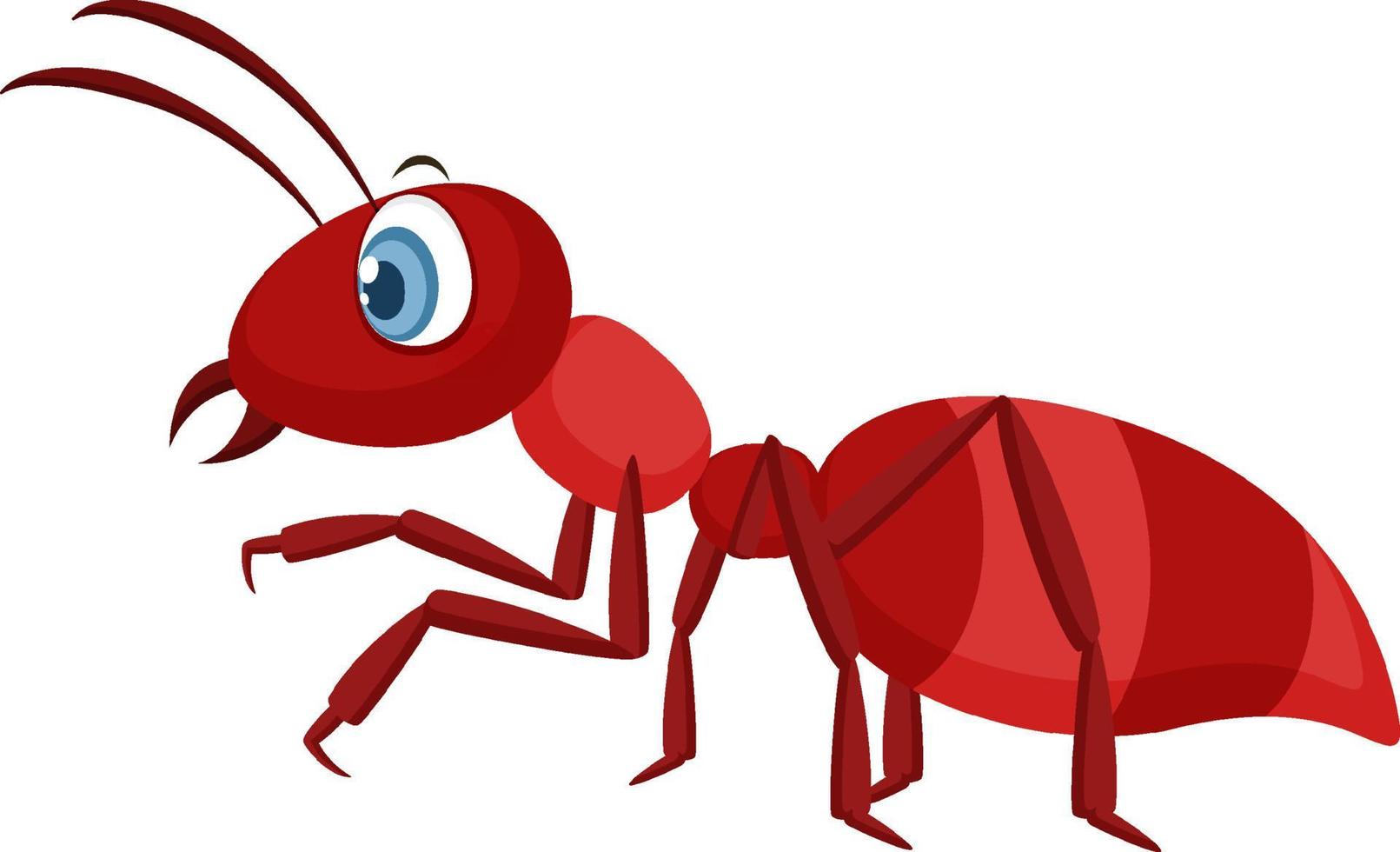 hormiga roja aislada sobre fondo blanco vector