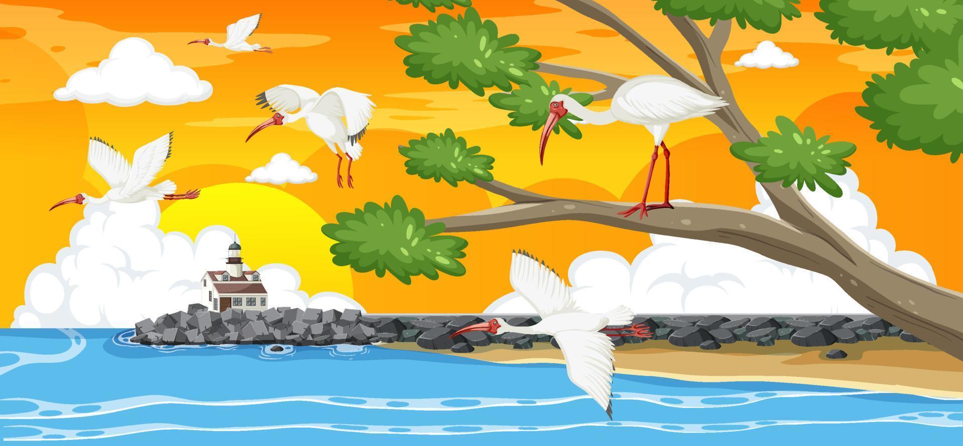 Outdoor scene with American white ibis group vector