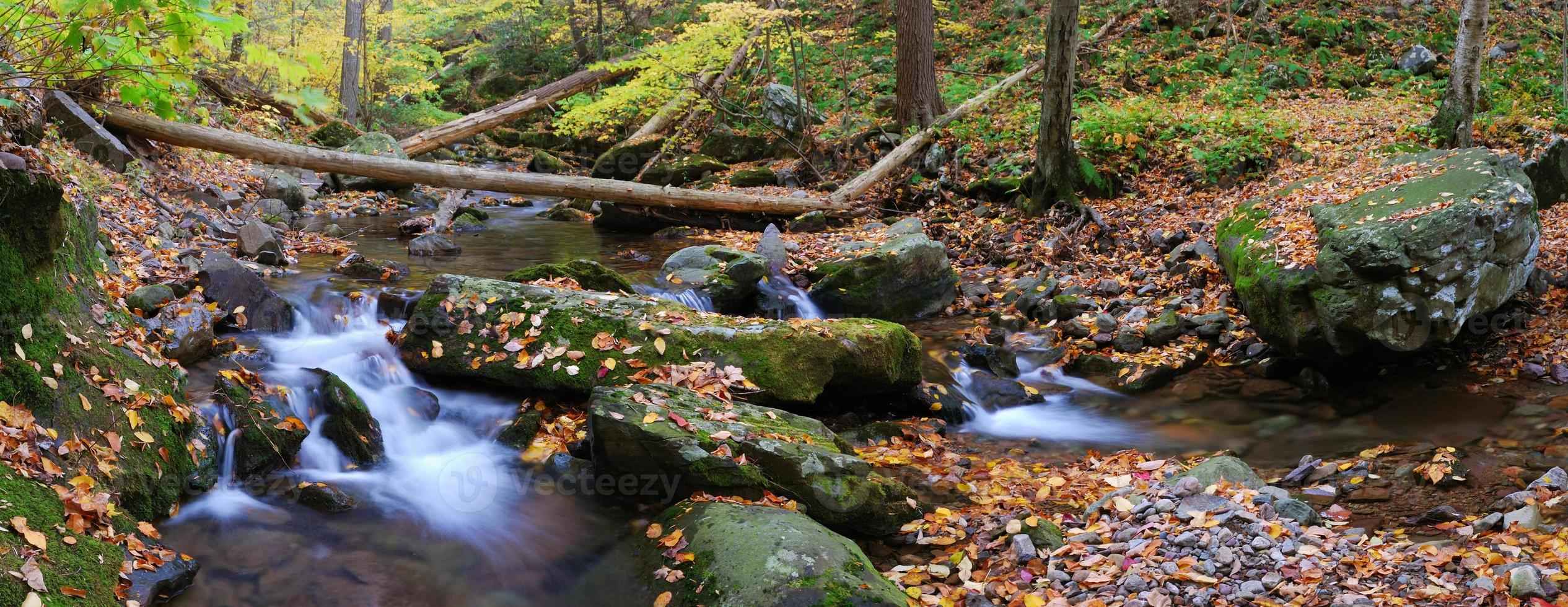 creek panorama with tree branches in forest photo