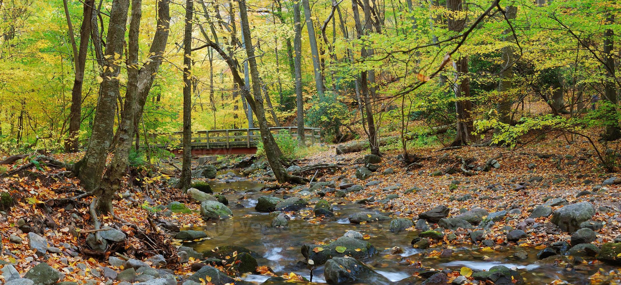 Autumn forest panorama with wood bridge over creek photo