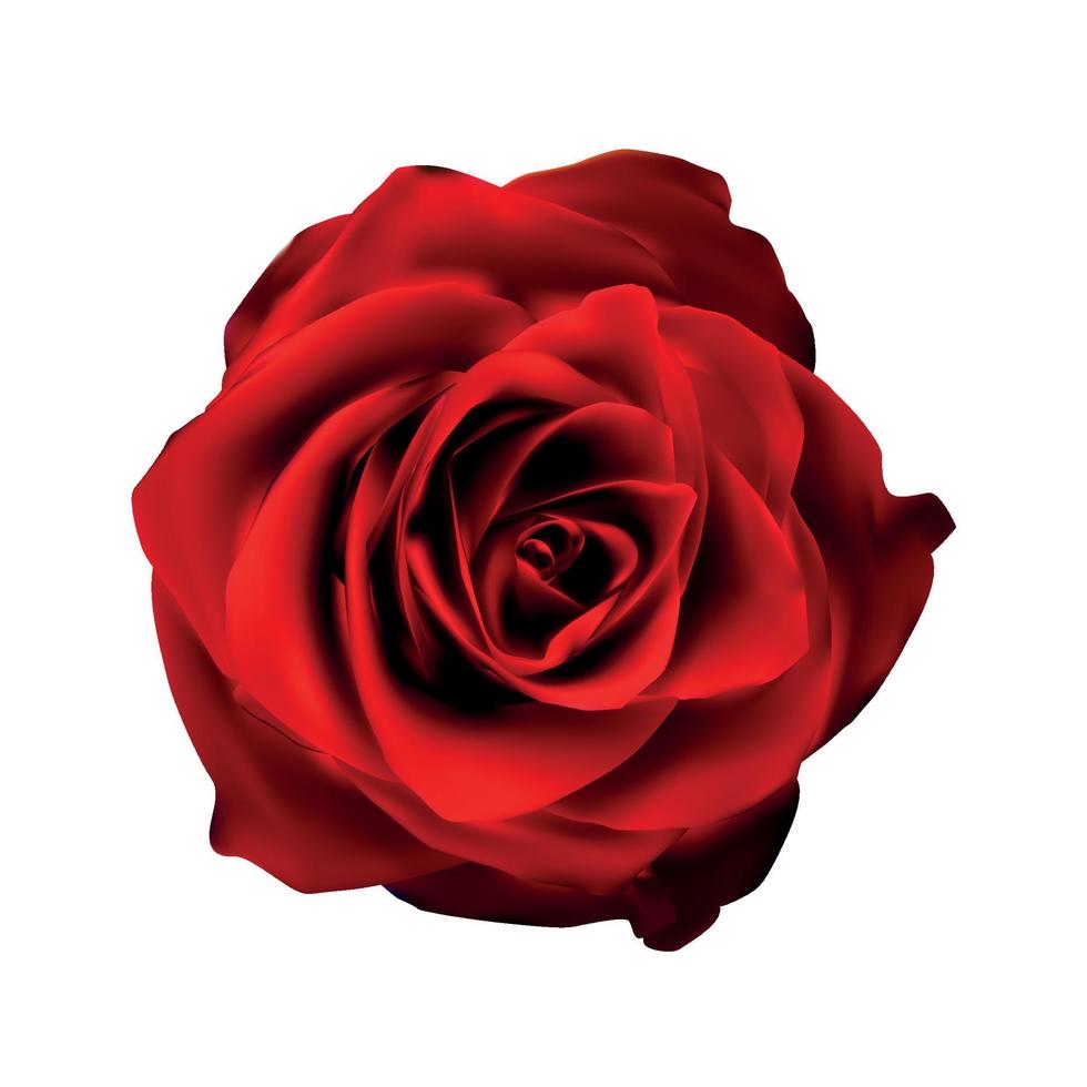 Realistic Red Rose High Quality Vector Illustration