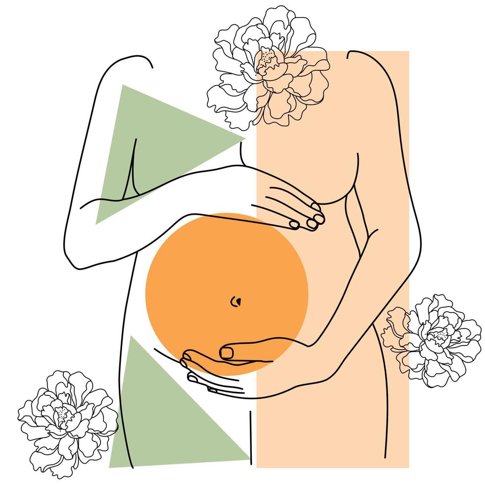 Pregnant belly outline vector