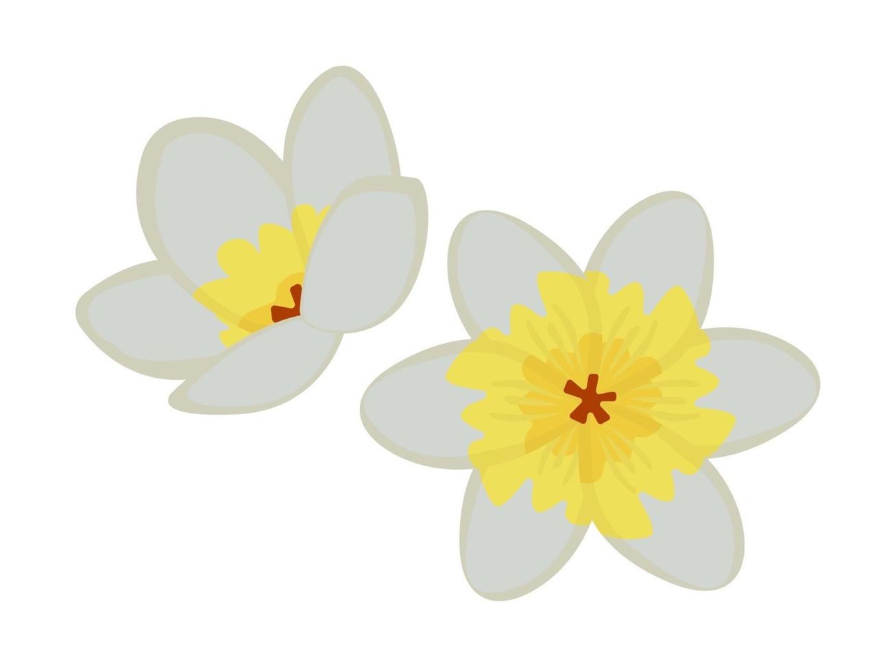 Two jasmine flowers, illustration vector