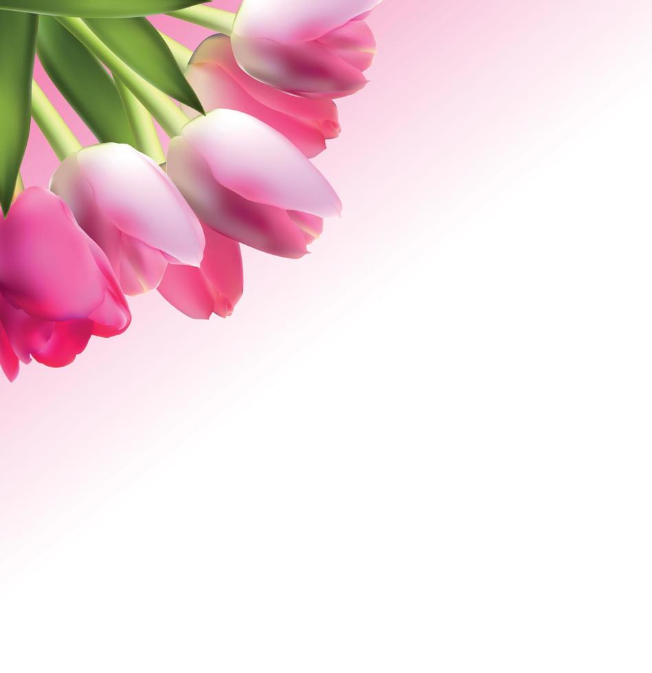 Beautiful Pink Realistic Tulip Background Vector Illustration