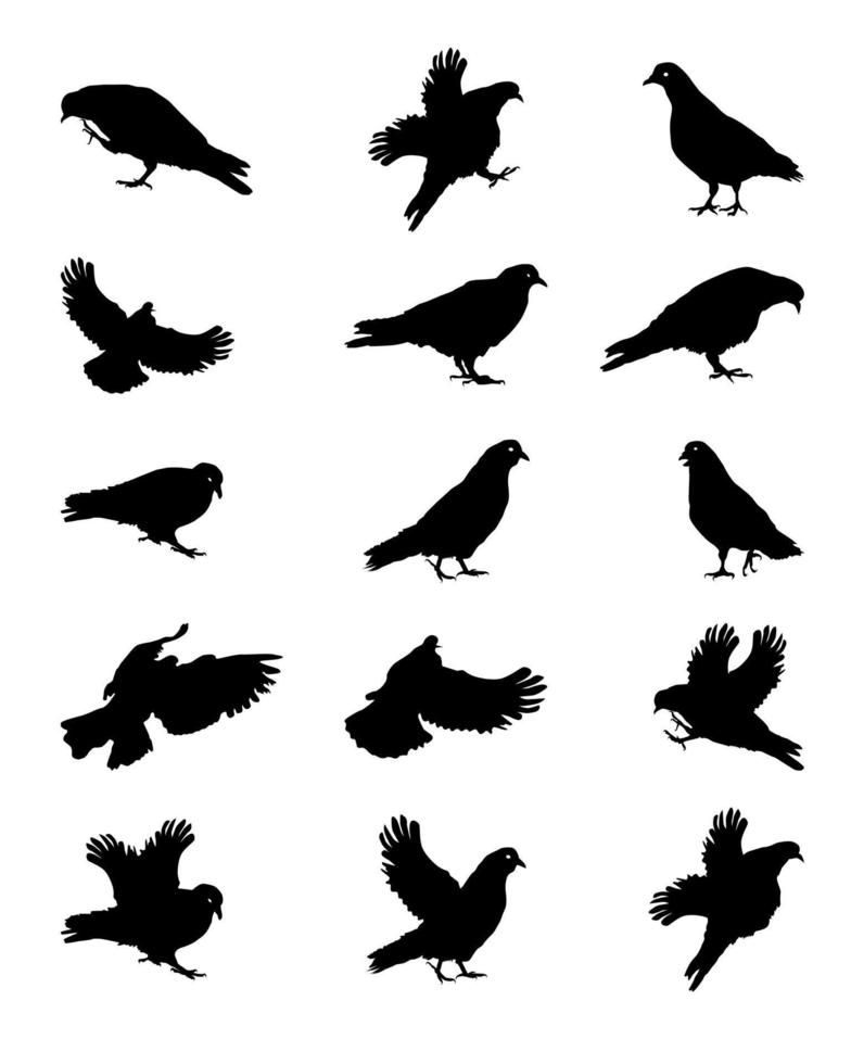 Silhouette of Pigeons Isolated on White Vector Illustration