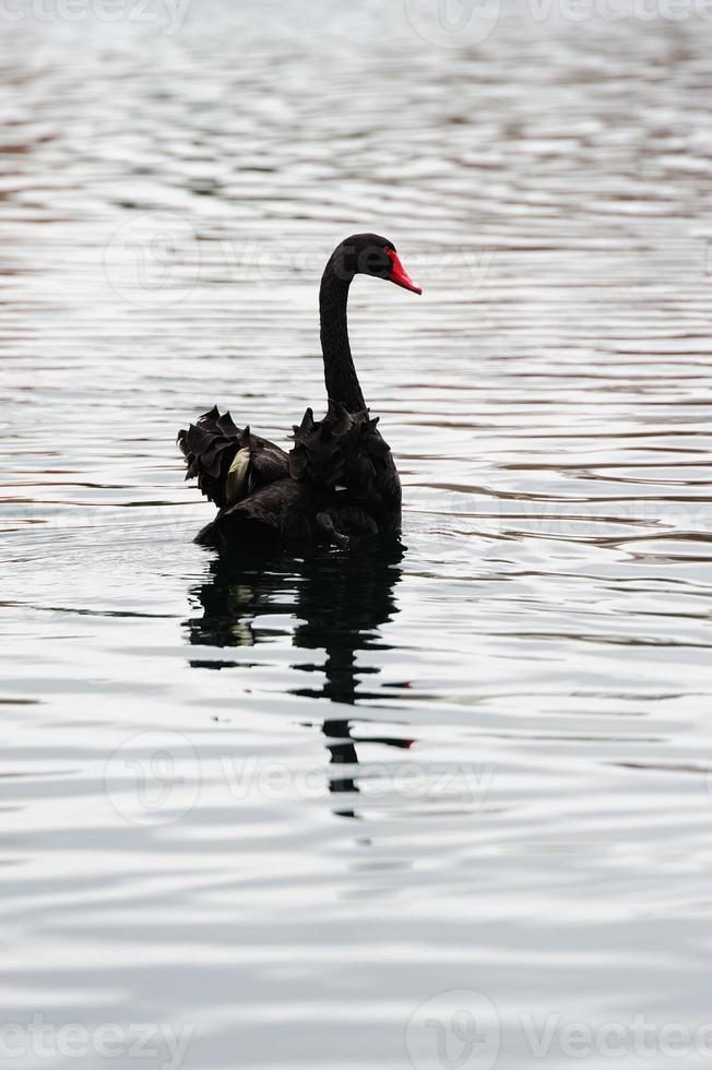 Black Swan view photo