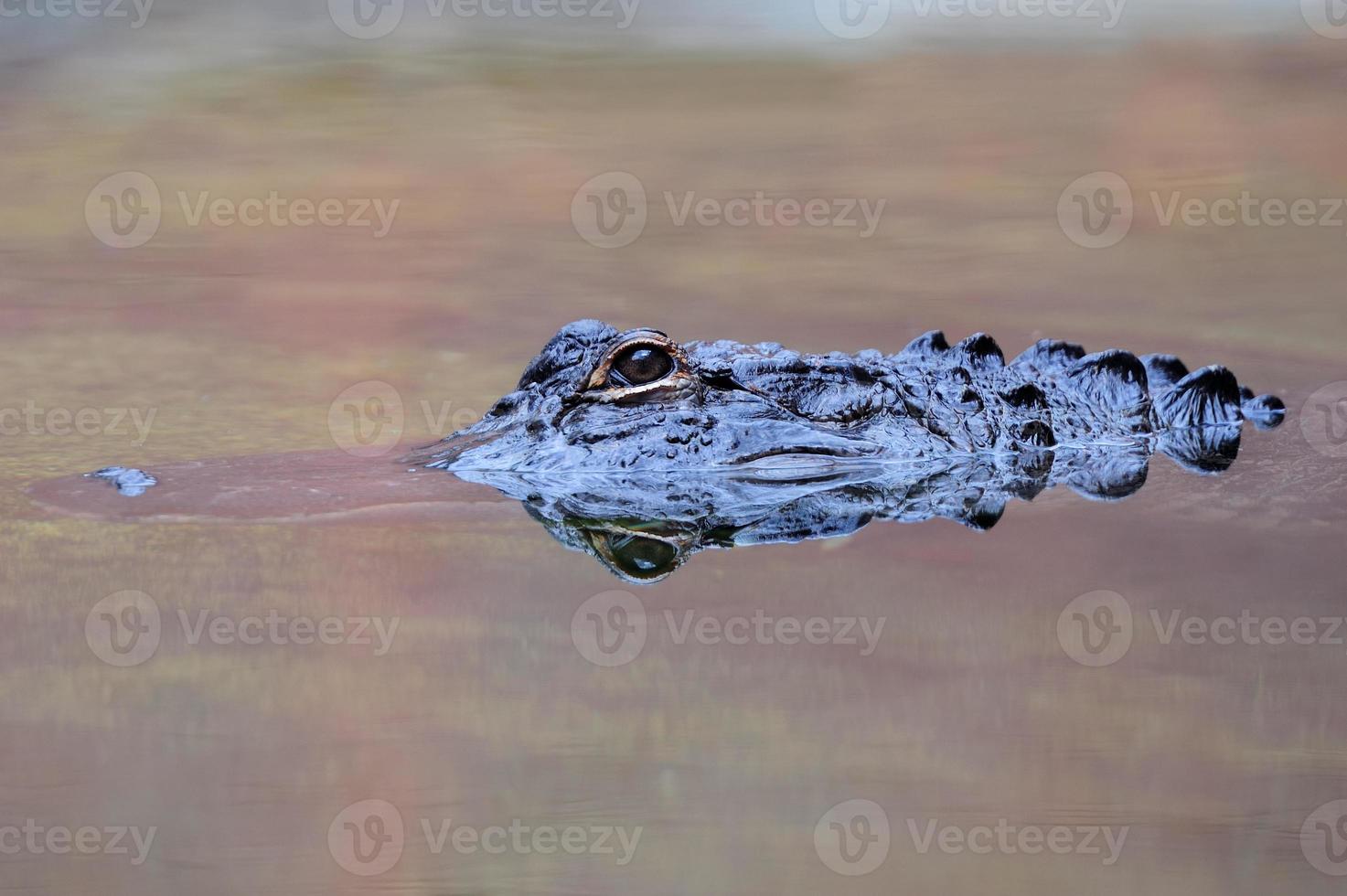 Alligator swim closeup photo