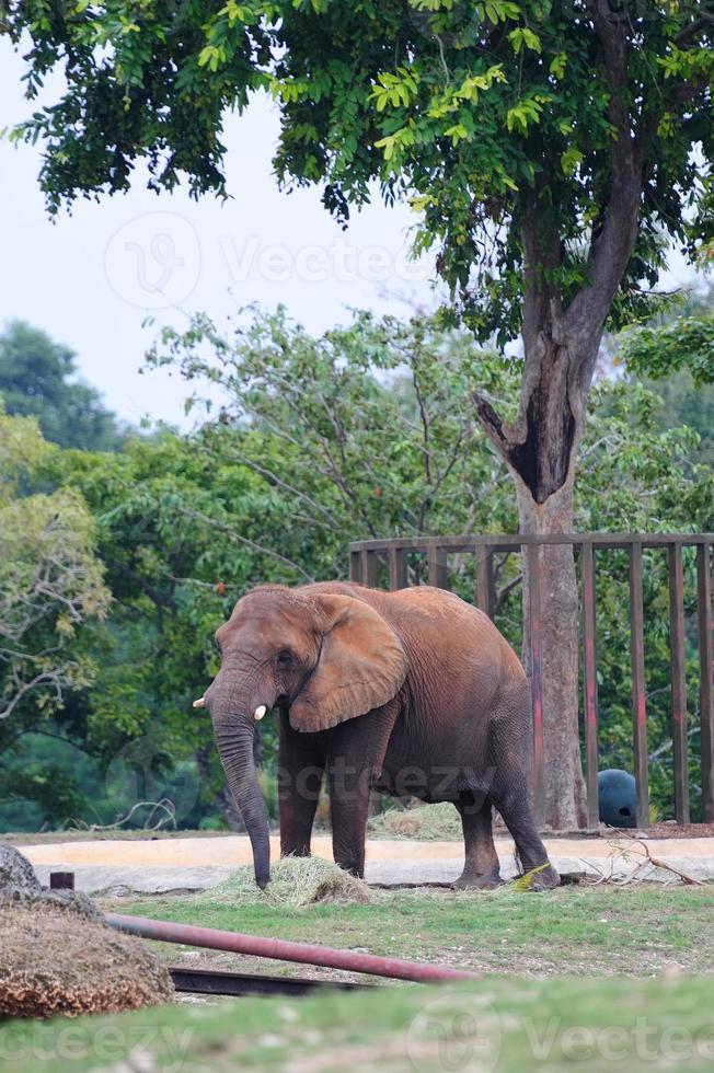 Miami, FL, 2011 - Elephant photo