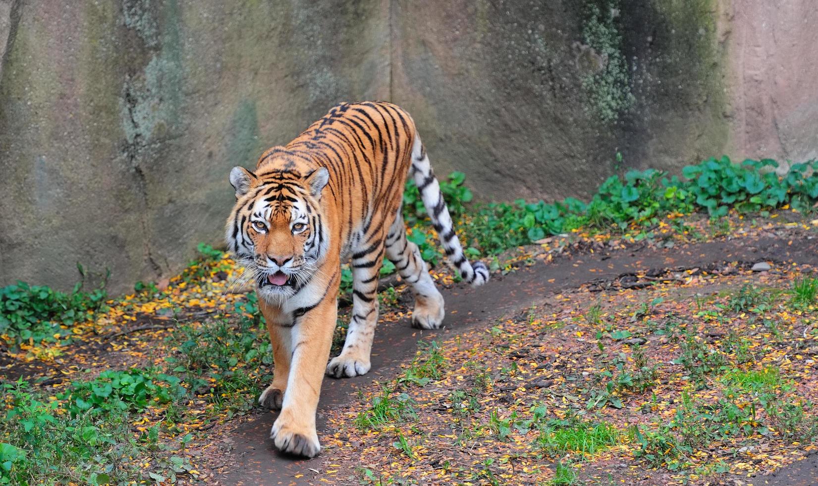 Chicago, IL, 2011 - Chicago zoo photo