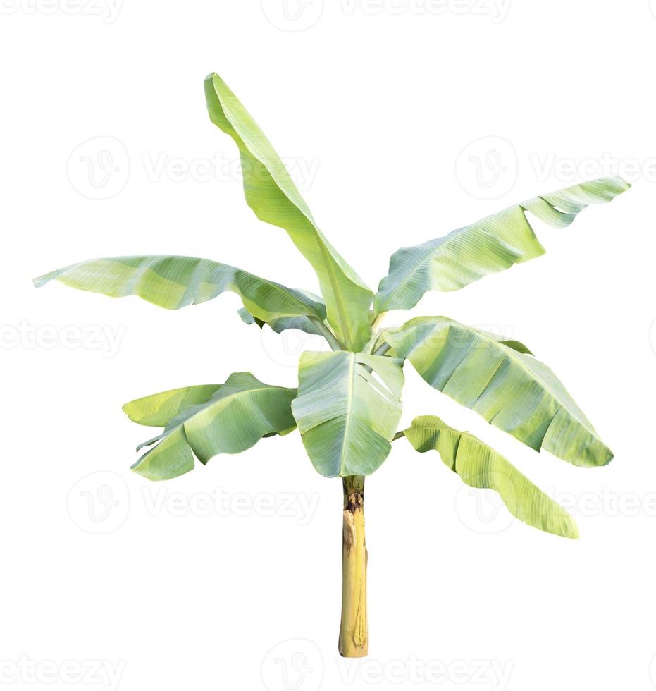 Banana tree isolated on white background photo