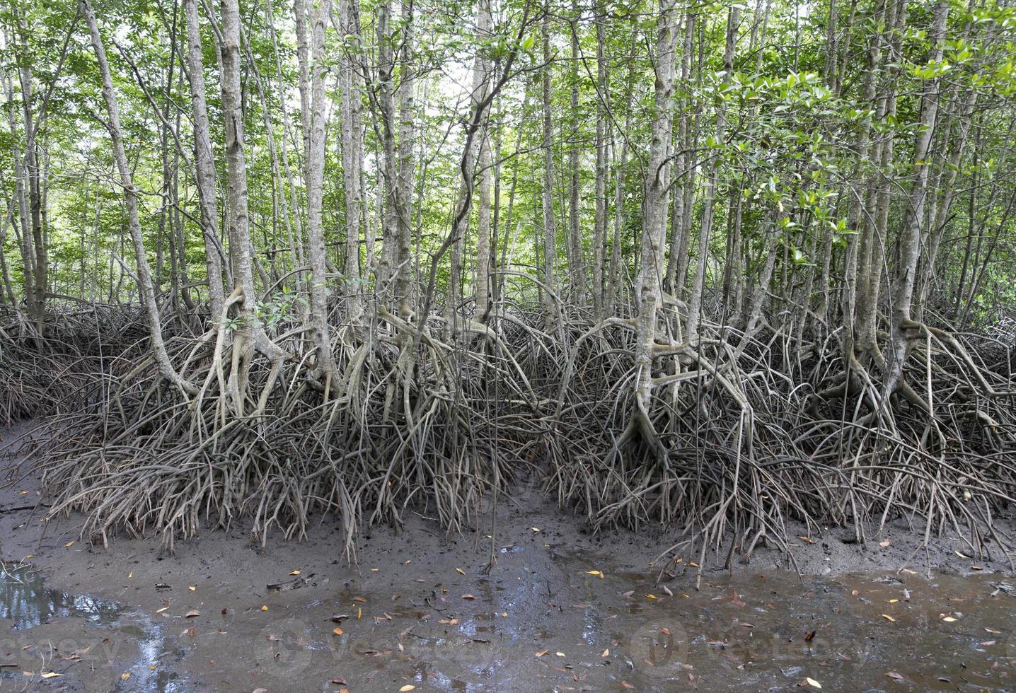 Mangroves tree and complex root in mangroves forest photo