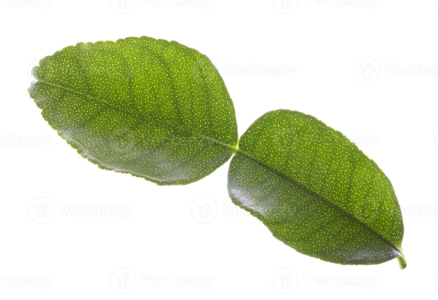 Green bergamot leaf isolated on white background photo