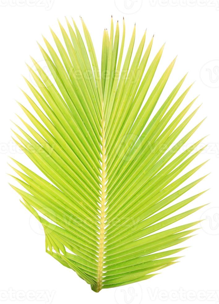 Coconut leaf isolated on white background photo