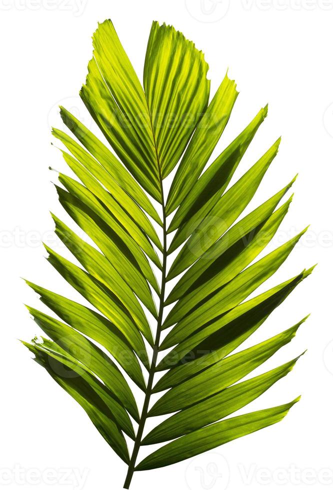 Green palm leaf isolated on white background photo