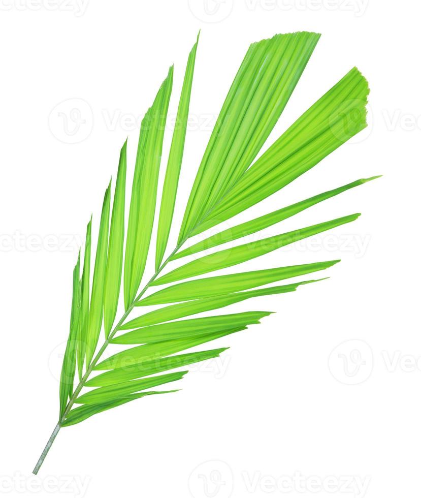 Green palm leaf isolated on white background photo