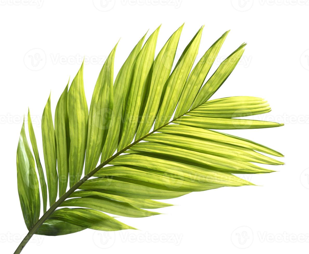 Young palm leaf isolated on white background photo