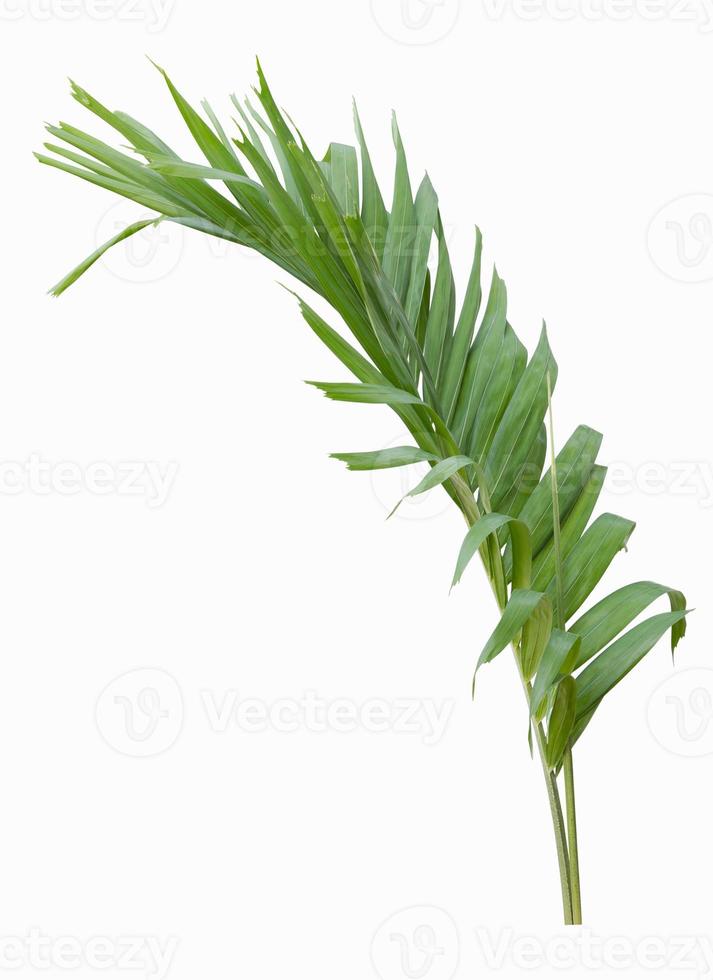 Green palm leaf isolated on white background photo