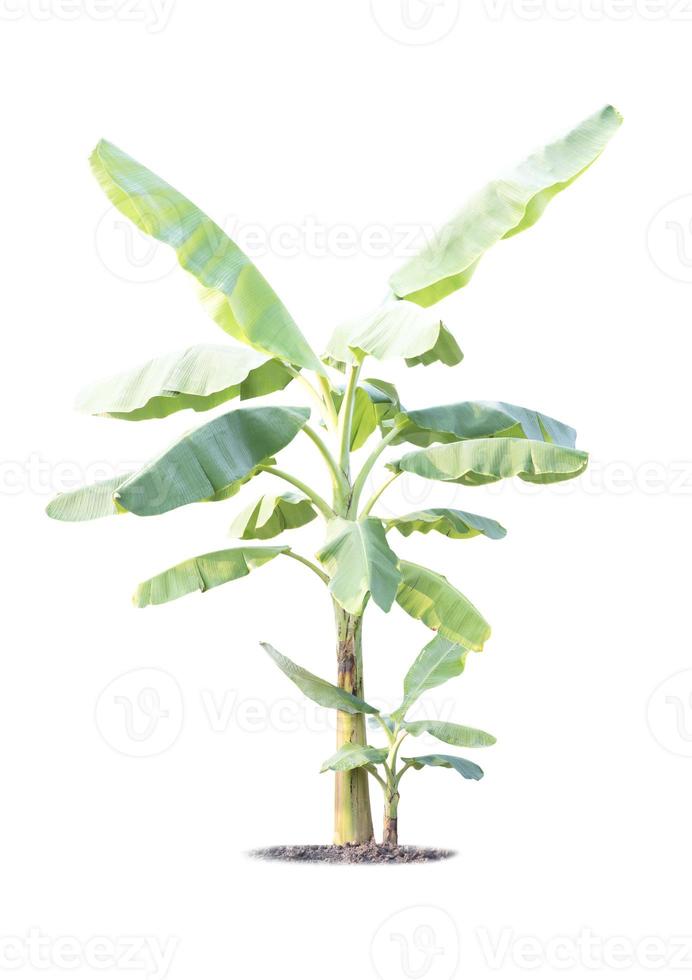 Banana tree isolated on white background photo