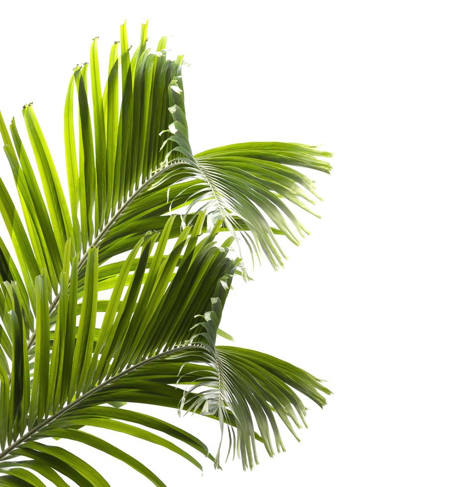 Green palm leaves isolated on white background photo