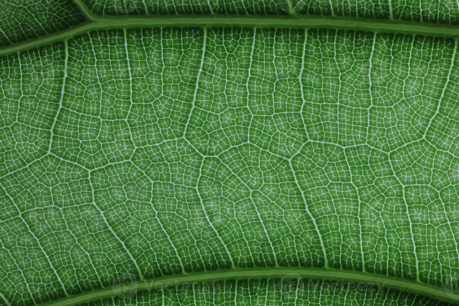 Close up image of green leaf texture or background photo