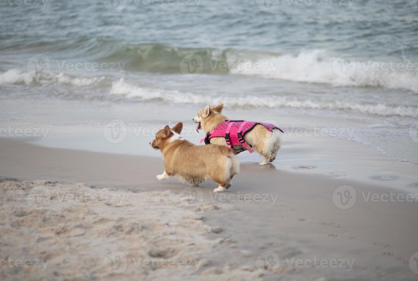 Two dogs running together along the beach. photo