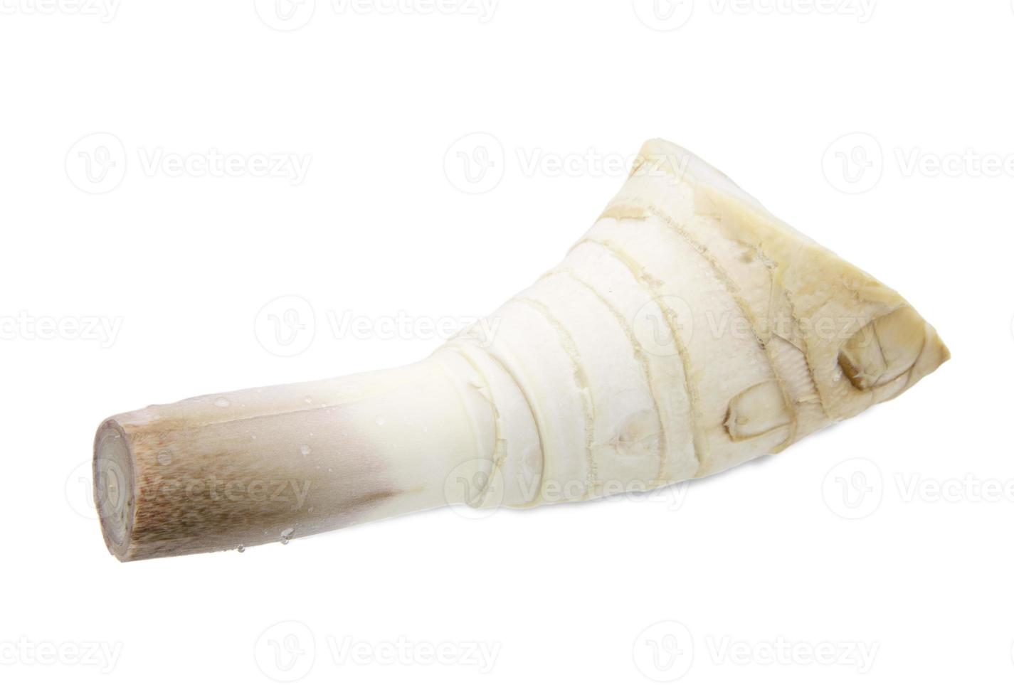 Bamboo shoot isolated on white background photo