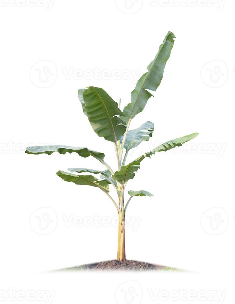 Banana tree isolated on white background photo