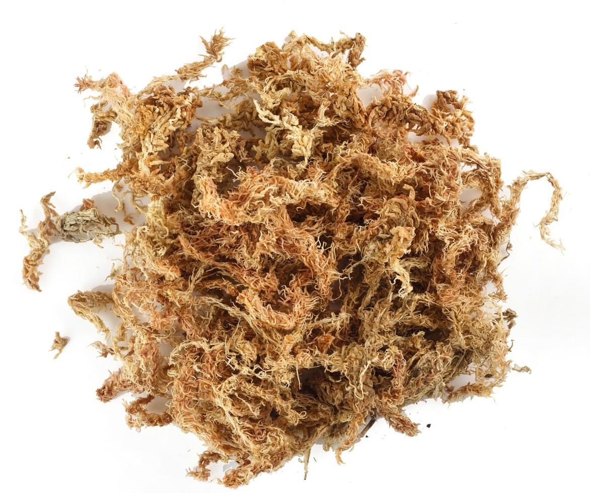 Top view of dry sphagnum moss photo