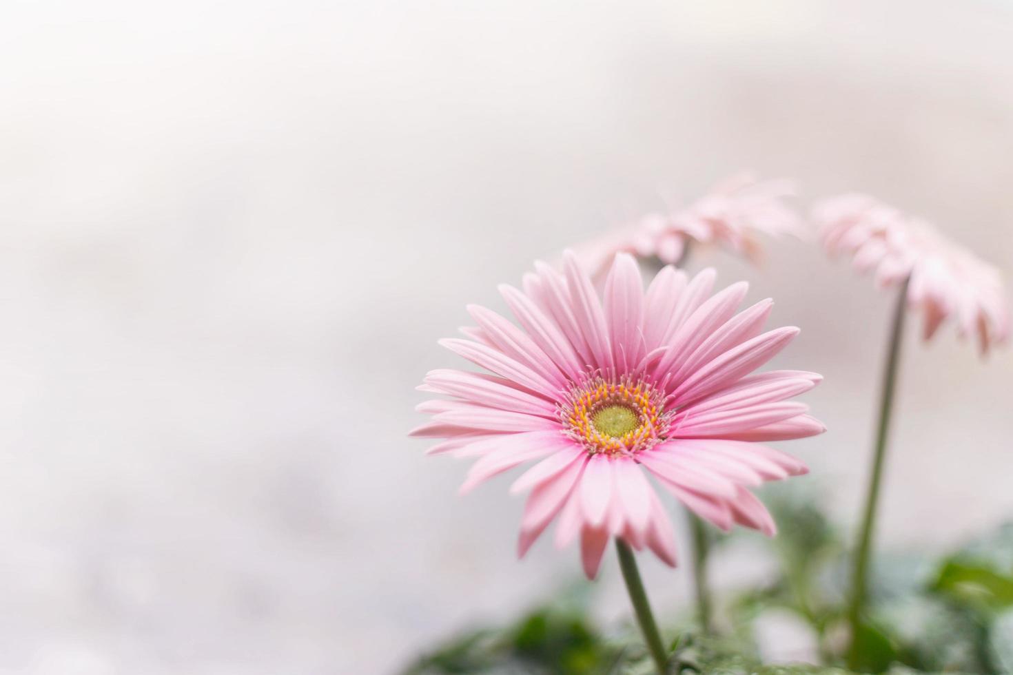 Soft pink flower background photo