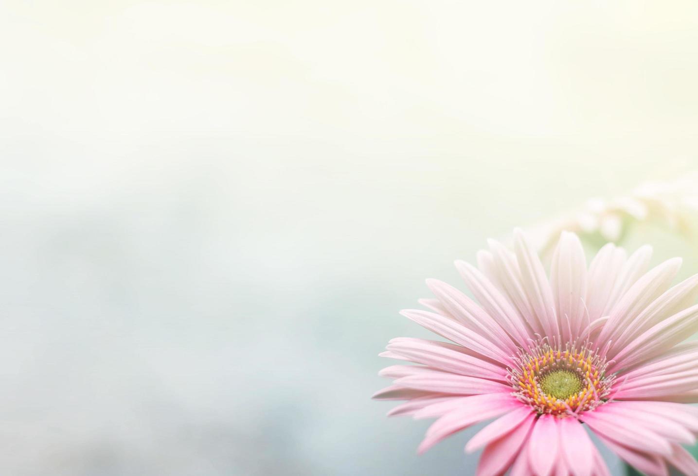 Beautiful pink gerbera background photo