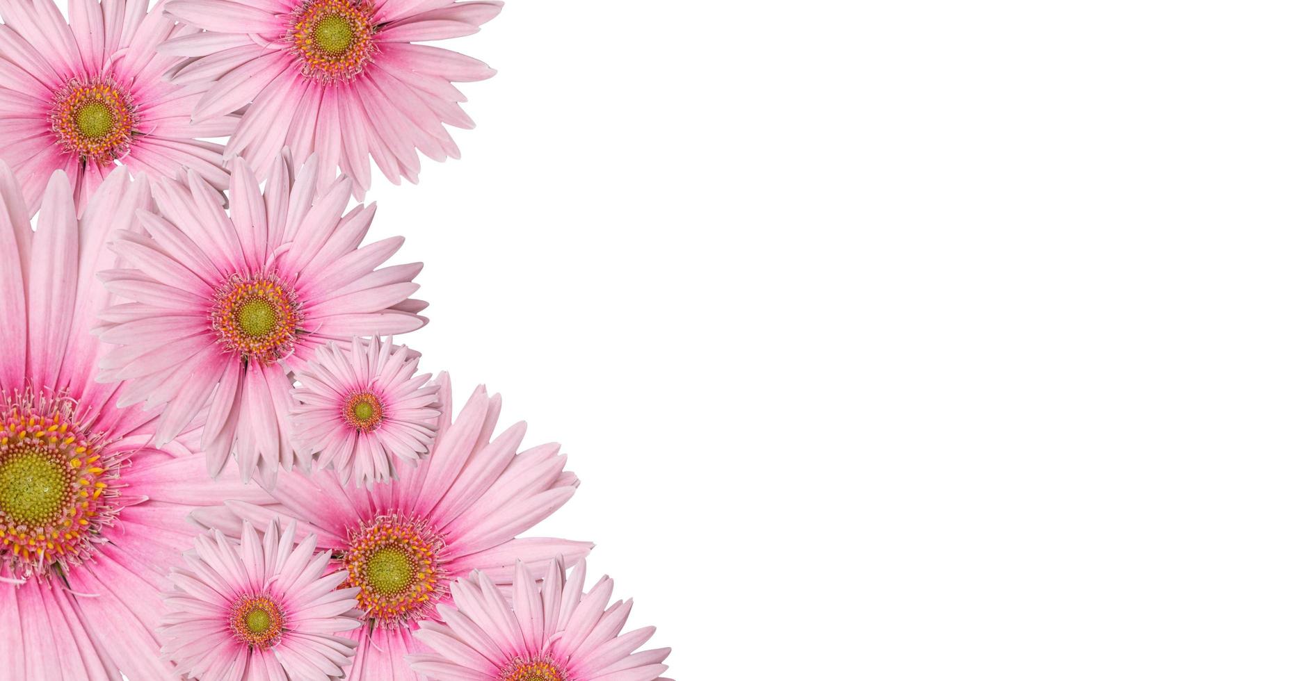 Pink gerbera background photo